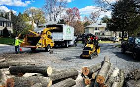 Best Tree Removal  in Hereford, TX