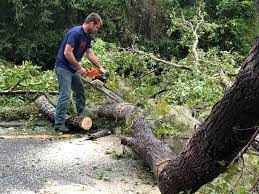 Best Fruit Tree Pruning  in Hereford, TX