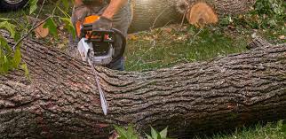 Professional Tree Services in Hereford, TX