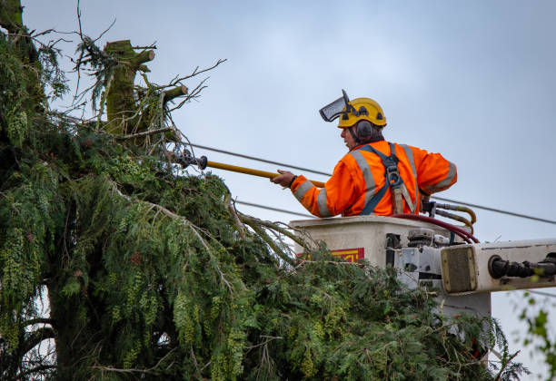 Best Tree Maintenance Programs  in Hereford, TX