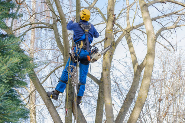 Best Tree Mulching  in Hereford, TX