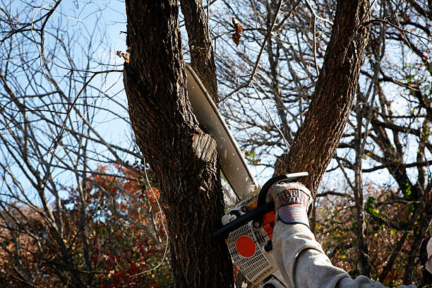 Best Tree Cabling and Bracing  in Hereford, TX