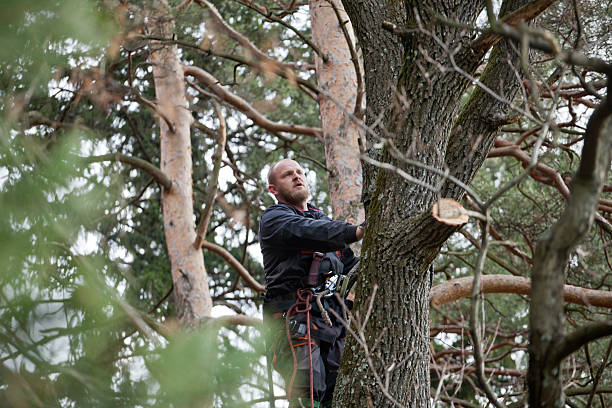 Best Emergency Tree Removal  in Hereford, TX